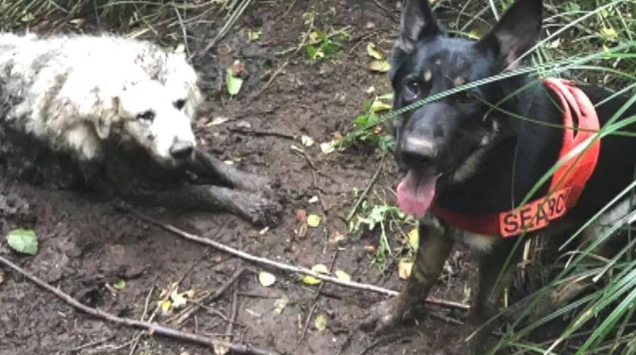 Raw video: Rescue dog saves dog trapped in mud 