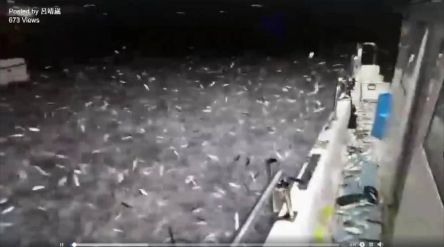 Must watch: Thousands of sardines jump on fishing boat