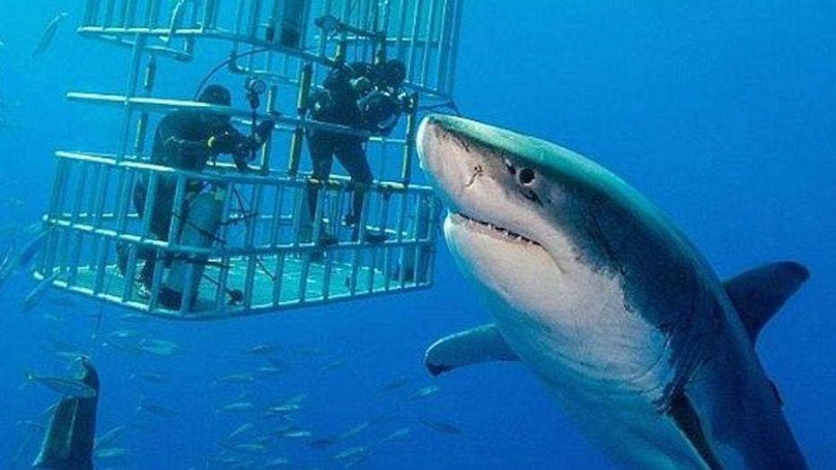 23 ft deep blue shark