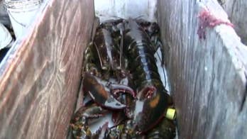 Maine's lobster industry fears US-China trade war will hurt business
