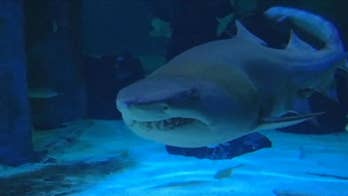 Shark attacks 23-year-old surfer at Hawaii beach