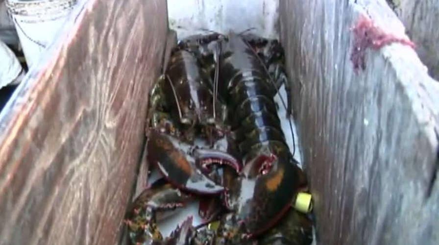 Maine lobstermen feeling the pinch of US-China trade battle