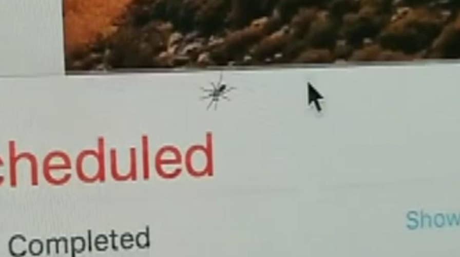 iMac user finds spider living inside of his computer screen