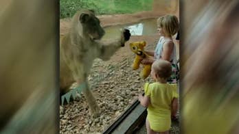 Lioness at Oklahoma City Zoo follows girl's Simba toy in viral video