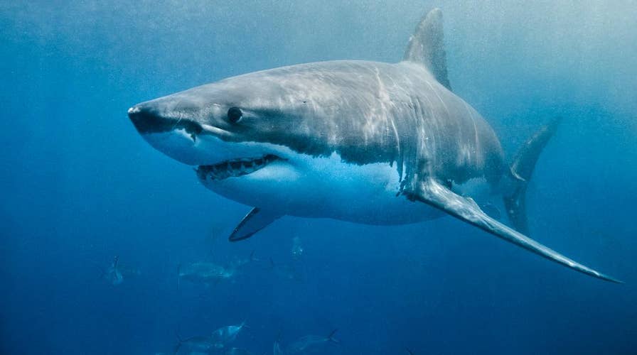 Shark video: Great white snags a fish from Cape Cod fisherman