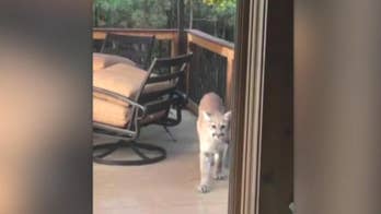 Colorado man spots 4 mountain lions lurking on porch: 'It blew my mind'