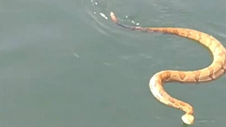 Rattlesnake surprises family on North Carolina lake in July 2018