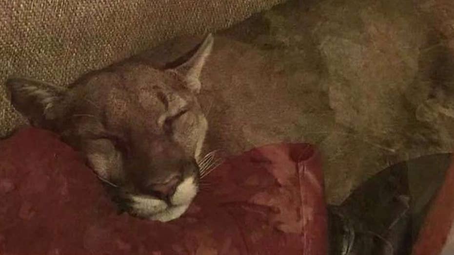 Oregon Woman Finds Mountain Lion Napping In Her Home This Is