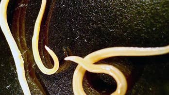 Russian worms frozen for nearly 42,000 years alive and well, scientists say