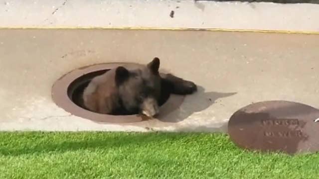 Bear gets stuck in manhole
