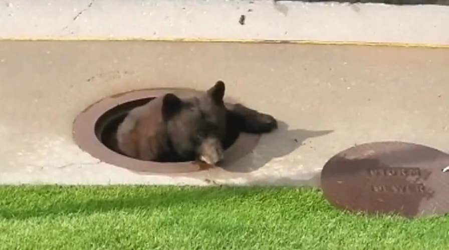 Bear gets stuck in manhole