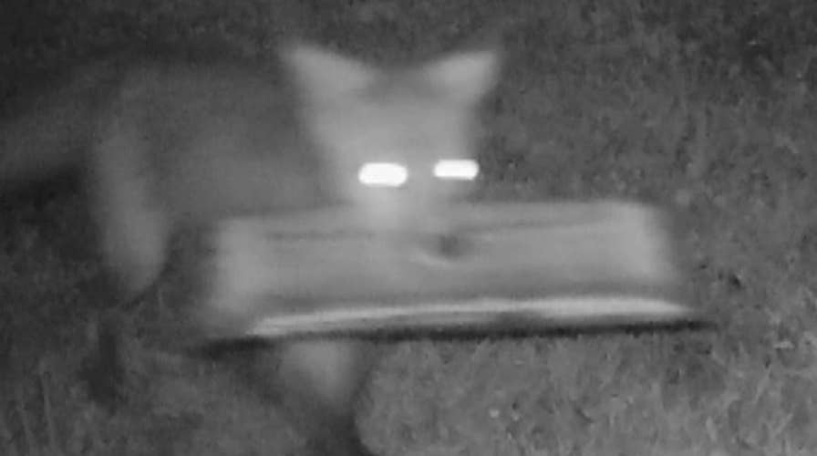 Man catches foxes stealing newspapers, littering his yard