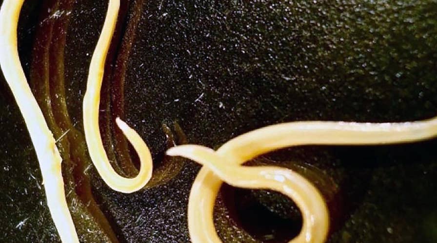 Worms alive after being frozen for nearly 42,000 years