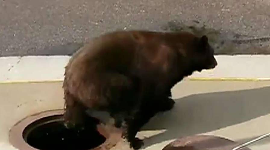 Workers free black bear from storm drain in Colorado