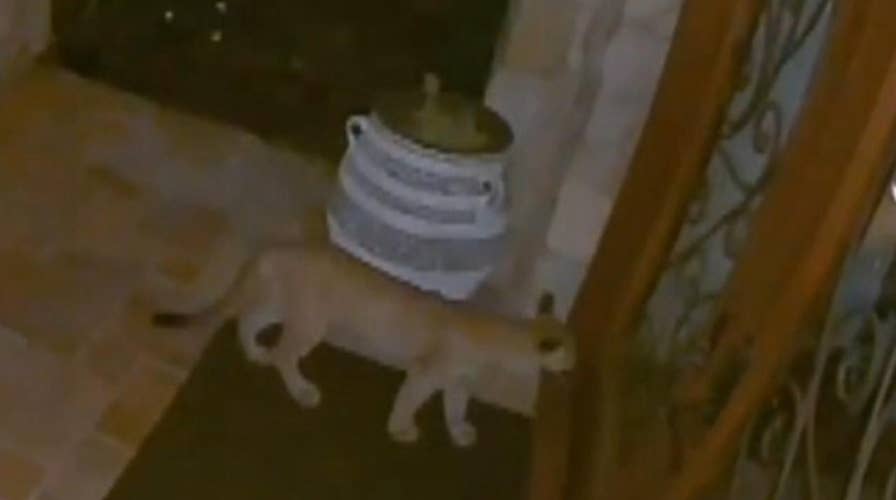 Mountain lions lurk outside California family's front door