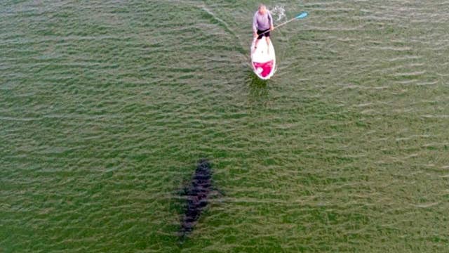 Drone captures close encounter between paddle boarder and shark