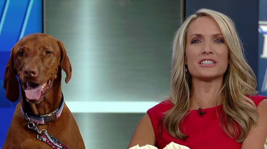 'DOGust 1st' marks universal birthday for rescue dogs