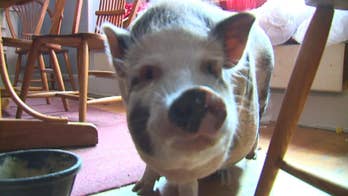 Pet pig helps foil Indiana burglary
