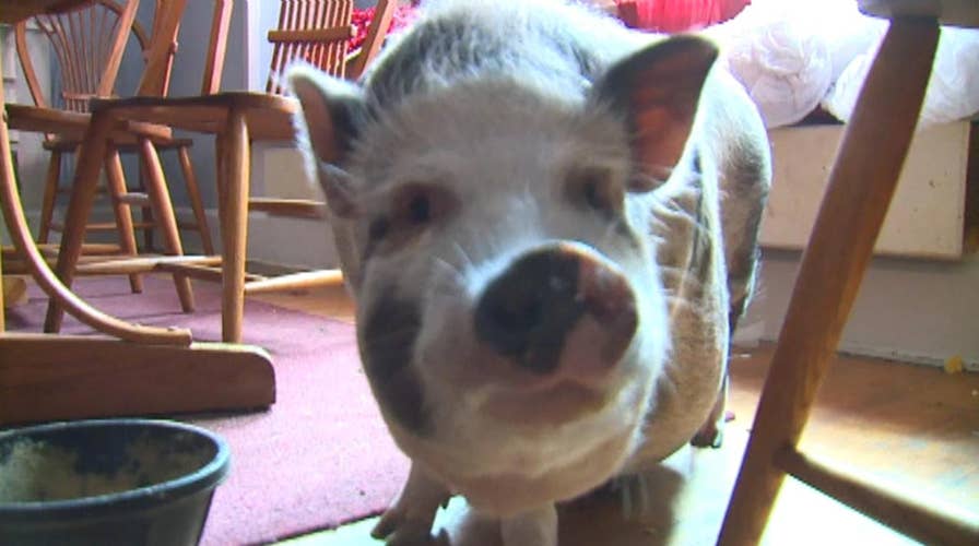 Pet pig protects family’s home from intruders