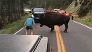 Shoeless man taunts huge bison at Yellowstone National Park - Fox News