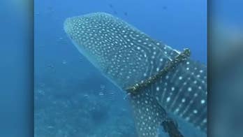 Whale shark unwrapped from fishing line by Hawaii family