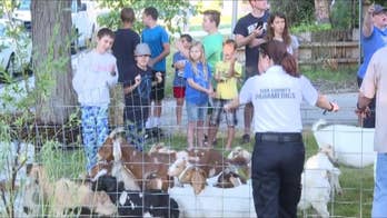 Idaho neighborhood ransacked by more than 100 rogue goats