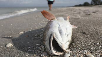WARNING GRAPHIC IMAGES: Dead fish, turtles, manatees wash up on southwest Florida beaches