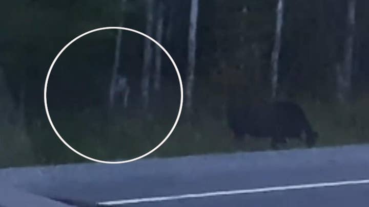 Eerie video appears to show mystery creature stalking moose