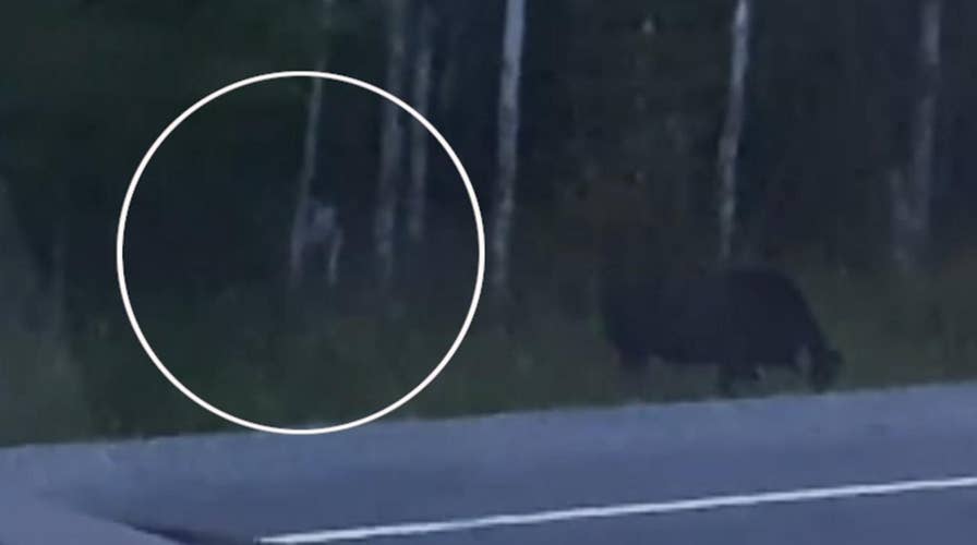 Eerie video appears to show mystery creature stalking moose