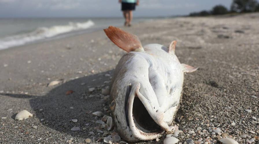 Graphic video: Red tide algae decimates sea life along Fla. coast