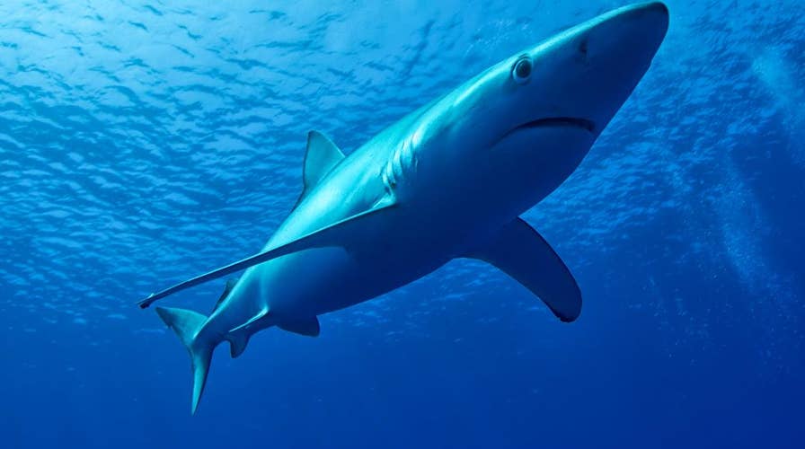 Shark show: Disoriented blue shark causes massive beach evacuation