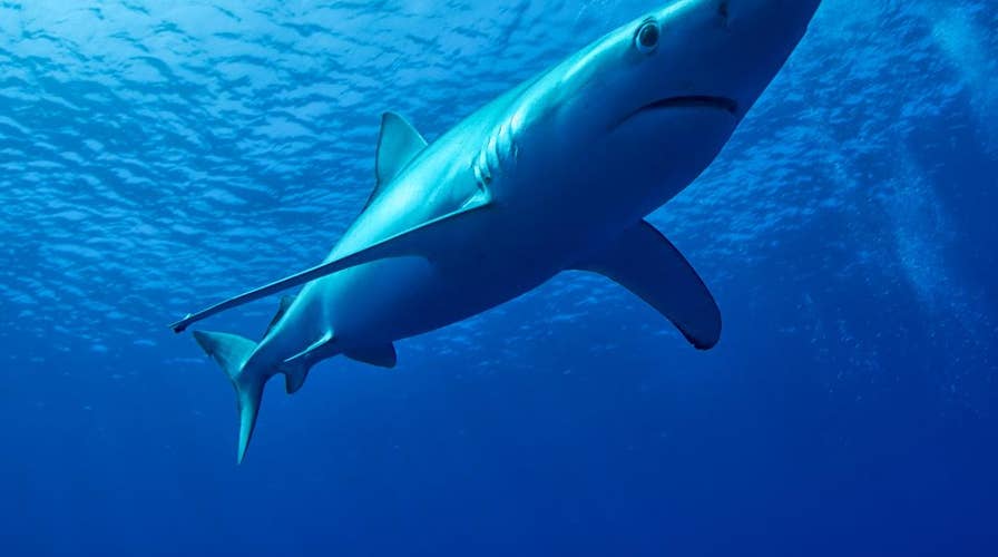 Shark show: Disoriented blue shark causes massive beach evacuation 