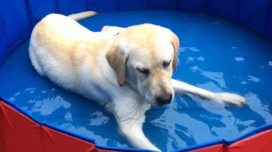 Tips for keeping your pets cool