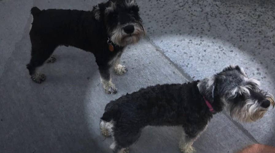 American soldier's dog lost for two months