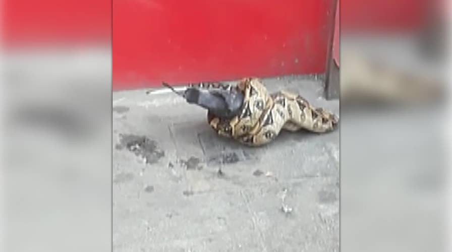 Raw video: Snake spotted eating pigeon in London