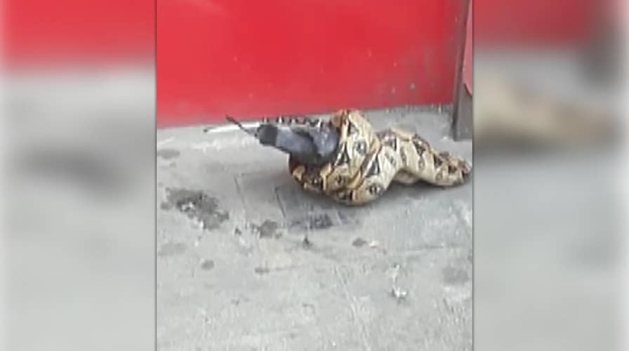 Raw video: Snake spotted eating pigeon in London