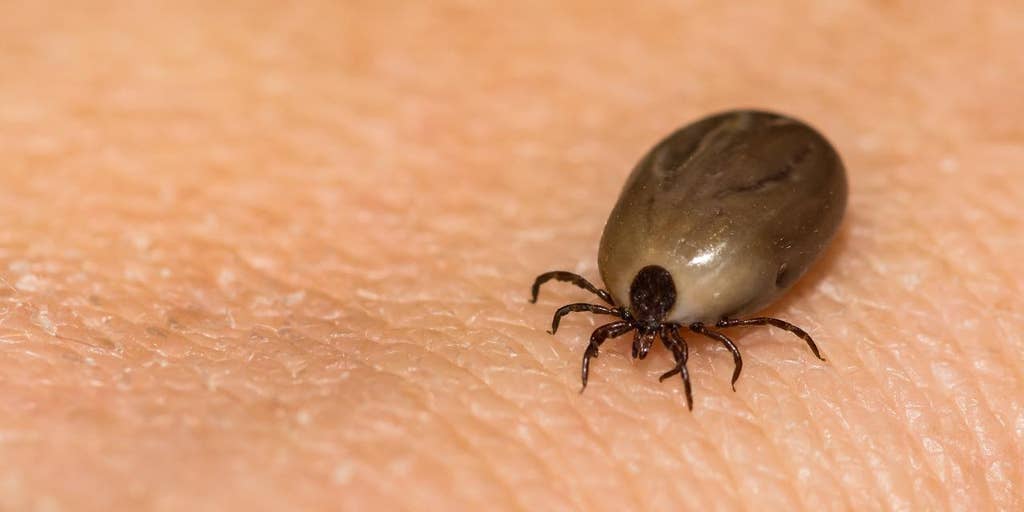 Are you putting yourself at risk for Lyme disease?