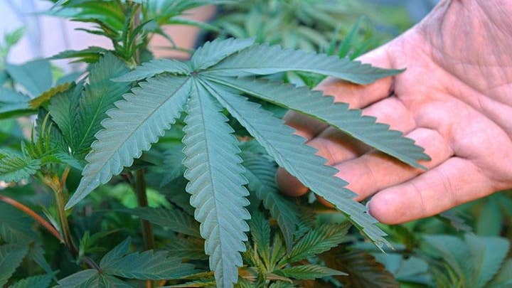 Tax revenue boom after states legalize recreational pot