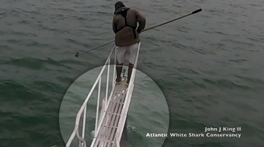Great white shark surprises researchers with breach