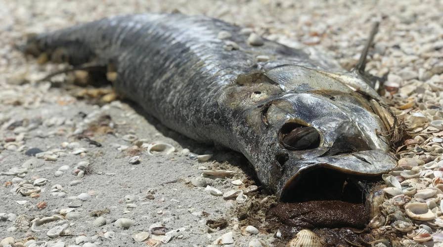 Red Tide killing sea life, causing sickness along Gulf Coast