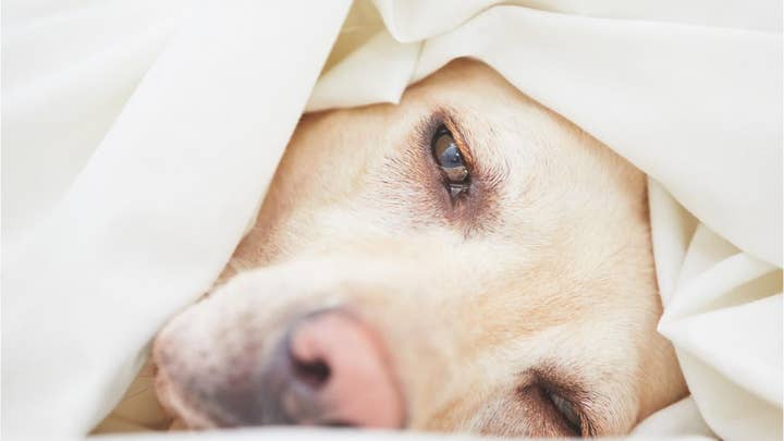 Mysterious dog disease spreading in Virginia 