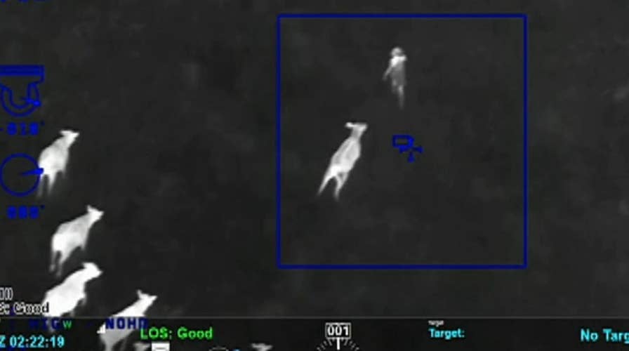 Cows help cops corral car robbery suspect in Florida