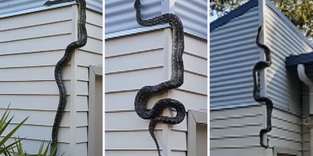 Massive Python Slithers Up Australian Man S Home In Shocking Video Fox News