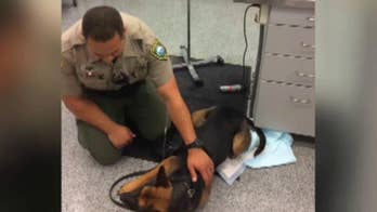K-9 exposed to heroin in jail is administered Narcan