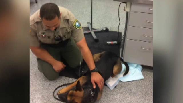 Deputy uses Narcan to save K9 dog exposed to heroin