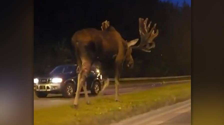 Massive moose casually strolls down road in Alaska