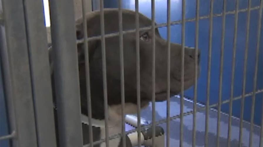 Facial recognition tech helps reunite owners with lost pets