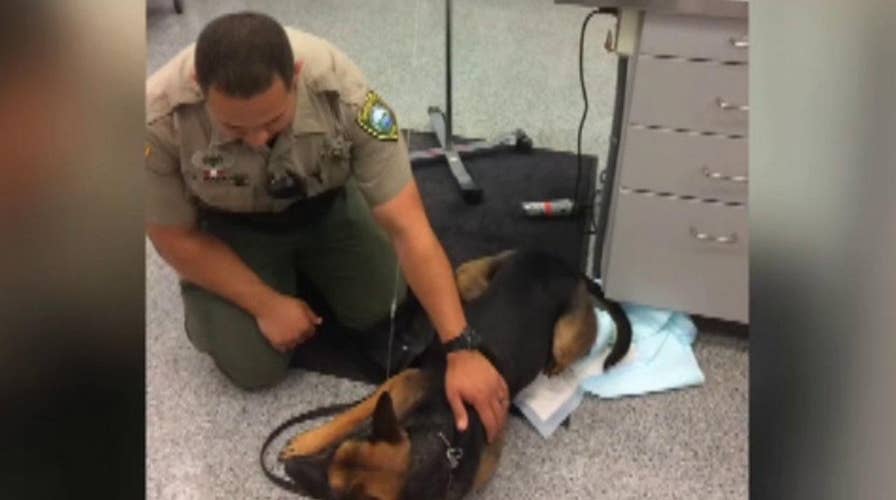 Deputy uses Narcan to save K9 dog exposed to heroin