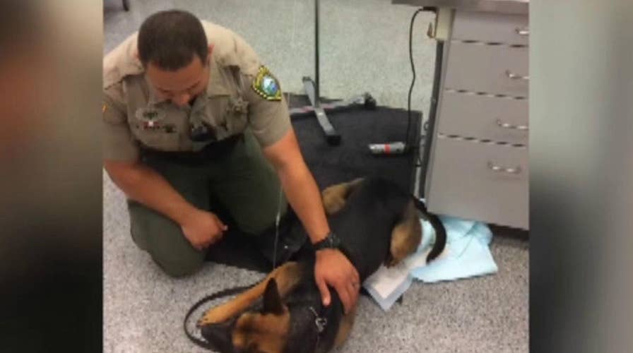 Deputy uses Narcan to save K9 dog exposed to heroin