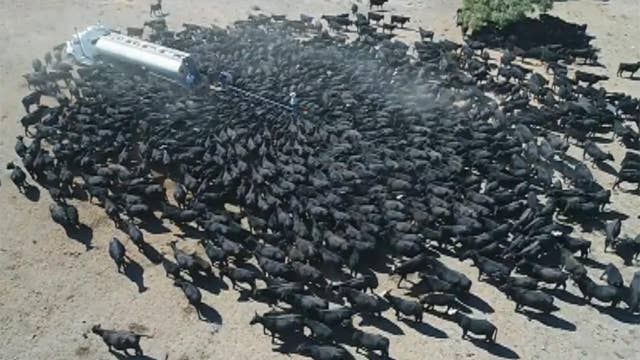 Cows swarm water truck in drought-stricken Australia
